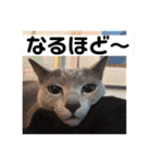 ロシアンブルーのアズさん（個別スタンプ：15）
