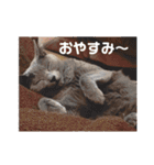 ロシアンブルーのアズさん（個別スタンプ：18）