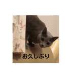 ロシアンブルーのアズさん（個別スタンプ：21）