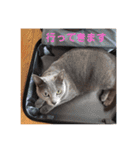 ロシアンブルーのアズさん（個別スタンプ：22）