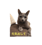 ロシアンブルーのアズさん（個別スタンプ：32）