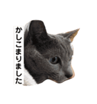 ロシアンブルーのアズさん（個別スタンプ：33）