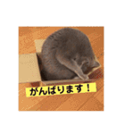 ロシアンブルーのアズさん（個別スタンプ：34）