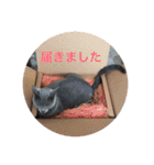 ロシアンブルーのアズさん（個別スタンプ：35）