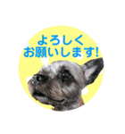 エースとポンズ（個別スタンプ：8）