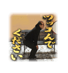 元ブチョーさんの日常 2（個別スタンプ：23）