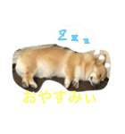 コーギーのコロンちゃんと仲間たち（個別スタンプ：2）