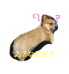 コーギーのコロンちゃんと仲間たち（個別スタンプ：5）