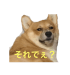 コーギーのコロンちゃんと仲間たち（個別スタンプ：6）