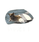 コーギーのコロンちゃんと仲間たち（個別スタンプ：7）