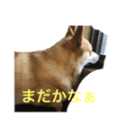 コーギーのコロンちゃんと仲間たち（個別スタンプ：8）