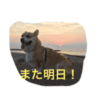 コーギーのコロンちゃんと仲間たち（個別スタンプ：9）