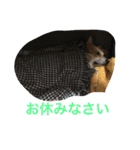 コーギーのコロンちゃんと仲間たち（個別スタンプ：11）