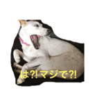 コーギーのコロンちゃんと仲間たち（個別スタンプ：13）