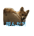 コーギーのコロンちゃんと仲間たち（個別スタンプ：14）