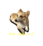 コーギーのコロンちゃんと仲間たち（個別スタンプ：15）
