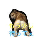 コーギーのコロンちゃんと仲間たち（個別スタンプ：16）