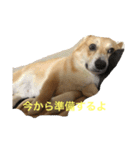 コーギーのコロンちゃんと仲間たち（個別スタンプ：18）