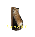 コーギーのコロンちゃんと仲間たち（個別スタンプ：20）