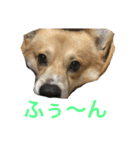 コーギーのコロンちゃんと仲間たち（個別スタンプ：21）