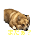 コーギーのコロンちゃんと仲間たち（個別スタンプ：22）