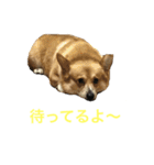 コーギーのコロンちゃんと仲間たち（個別スタンプ：24）