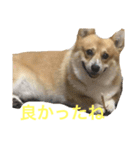 コーギーのコロンちゃんと仲間たち（個別スタンプ：27）