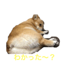 コーギーのコロンちゃんと仲間たち（個別スタンプ：28）