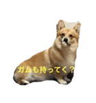 コーギーのコロンちゃんと仲間たち（個別スタンプ：29）