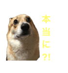 コーギーのコロンちゃんと仲間たち（個別スタンプ：32）