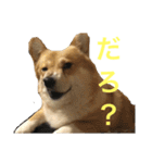 コーギーのコロンちゃんと仲間たち（個別スタンプ：33）
