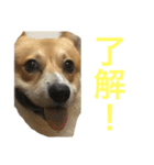 コーギーのコロンちゃんと仲間たち（個別スタンプ：35）