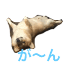 コーギーのコロンちゃんと仲間たち（個別スタンプ：36）