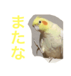 コーギーのコロンちゃんと仲間たち（個別スタンプ：37）