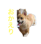 コーギーのコロンちゃんと仲間たち（個別スタンプ：38）
