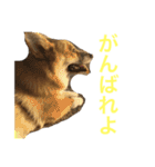 コーギーのコロンちゃんと仲間たち（個別スタンプ：39）