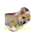 コーギーのコロンちゃんと仲間たち（個別スタンプ：40）