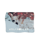 アイちゃんで～す（個別スタンプ：1）