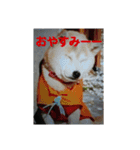 スローな1日犬編2（個別スタンプ：1）