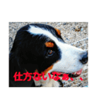 スローな1日犬編2（個別スタンプ：2）