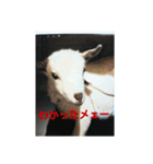 スローな1日犬編2（個別スタンプ：5）