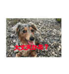 スローな1日犬編2（個別スタンプ：6）