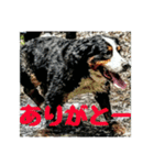 スローな1日犬編2（個別スタンプ：8）