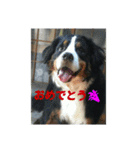 スローな1日犬編2（個別スタンプ：9）