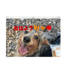 スローな1日犬編2（個別スタンプ：12）
