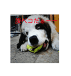 スローな1日犬編2（個別スタンプ：16）