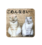 おうちにおいでスタンプ1（個別スタンプ：2）