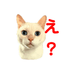 おうちにおいでスタンプ1（個別スタンプ：8）