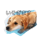 くりんとラテの親娘犬スタンプ（個別スタンプ：1）