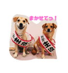 くりんとラテの親娘犬スタンプ（個別スタンプ：4）